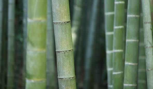 Image of bamboo up close.