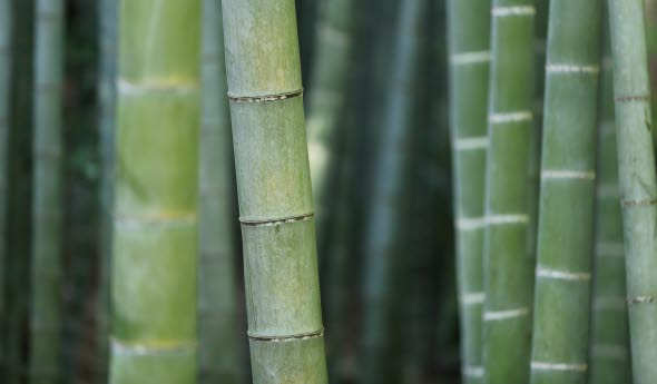 Tropical forest Tropical forest