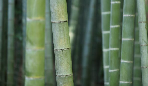Tropical forest Tropical forest
