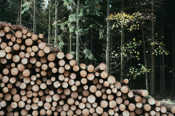 Lumber in the forest