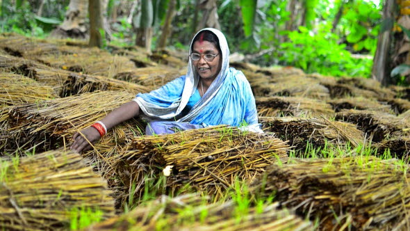 Women harvest in a field