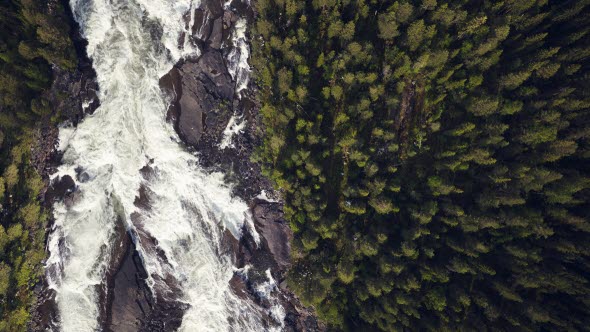 Water and forest seen from above.